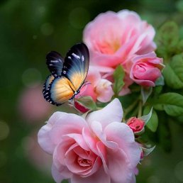 ���������, �����-���������