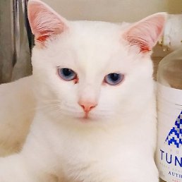 Mister_den, ����