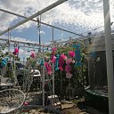 ���� ��������, ��������, 55 ��� - ��������� 9 ������� 2024 � ������ �����������