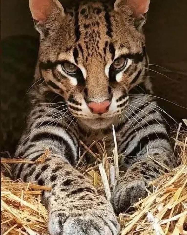 :)  (Leopardus pardalis)         .    ...
