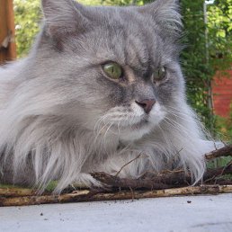 �����, ������, 62 ����