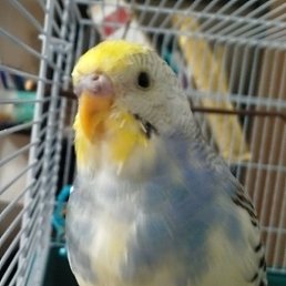 ���������, �����, 43 ����