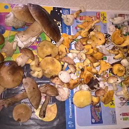 ����, ��������, 44 ����