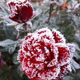 ����, ��������