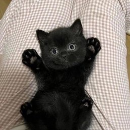 ��������, ������, 39 ���