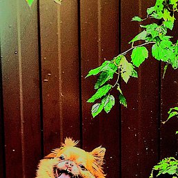 ������, �����-���������, 28 ���