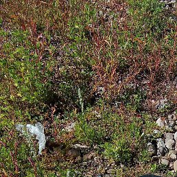 ��������, ������, 39 ���