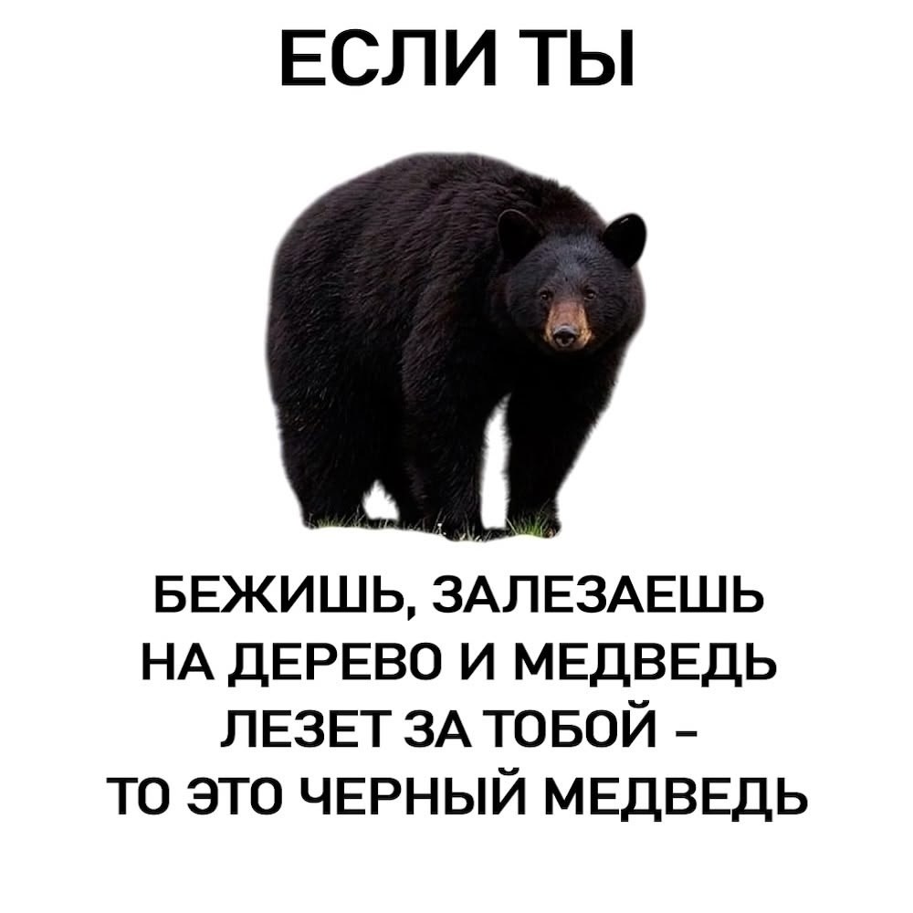 Про медведей