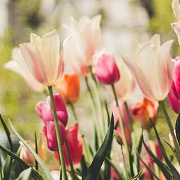 ���������, ������� �����, 76 ���