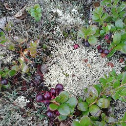 ����, �����������-��-�����, 36 ���