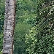 ��������, 41 ���, ������������