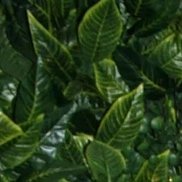 �������, 53 ����, �������