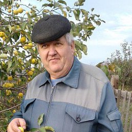 ������, 66 ���, ���������