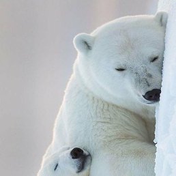 ���������, ������, 35 ���