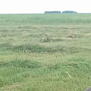 Viktor, 33 ����, ������