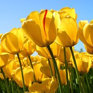 Alina, 38 ���, �������