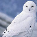 ���� �����, �������, 43 ���� - ��������� 29 ��� 2024 � ������ ���� ����������