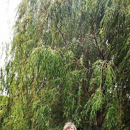 ����, �������, 53 ����