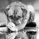  G-girl Freedom Is Near, Bergen/Trondheim -  3  2025    