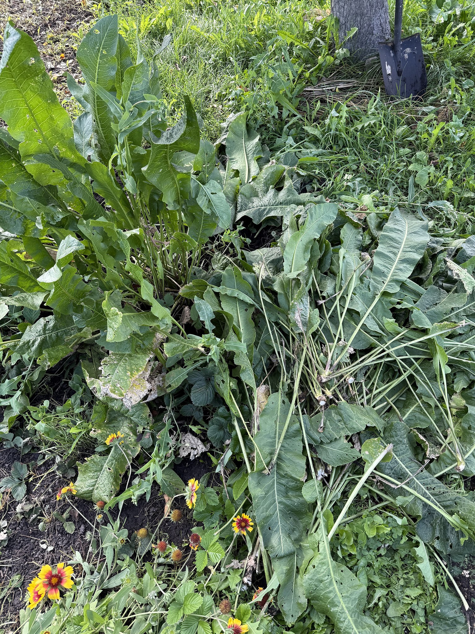 ���� ����������� (���. Armoracia rusticana) � ��� �� �� �����, ��� � ���� ������������