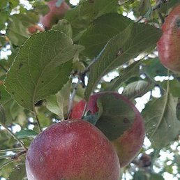 ����, ������, 65 ���