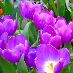 �������, ���������, 58 ���