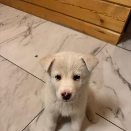 ������� ������, ������, 19 ���