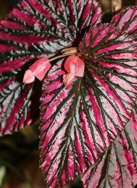  :     .  (Begonia Brevirimosa) - ...