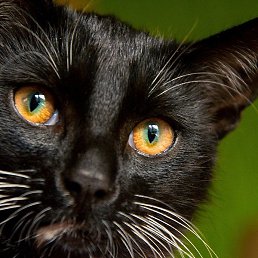 ���, �������, 47 ���