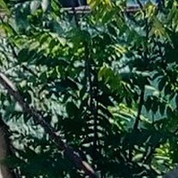 ��������, ����, 38 ���