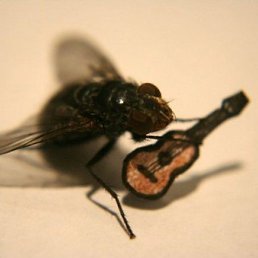 �������, ��������, 68 ���