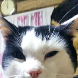 ���� ��������, ������, 40 ���