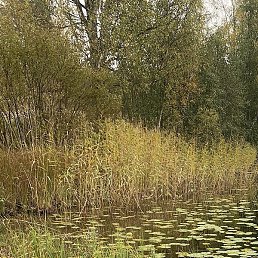 �����, �����-���������, 52 ����