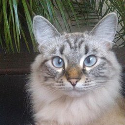 �������, �����, 54 ����