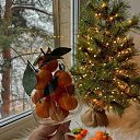  Stella, , 60  -  12  2024    