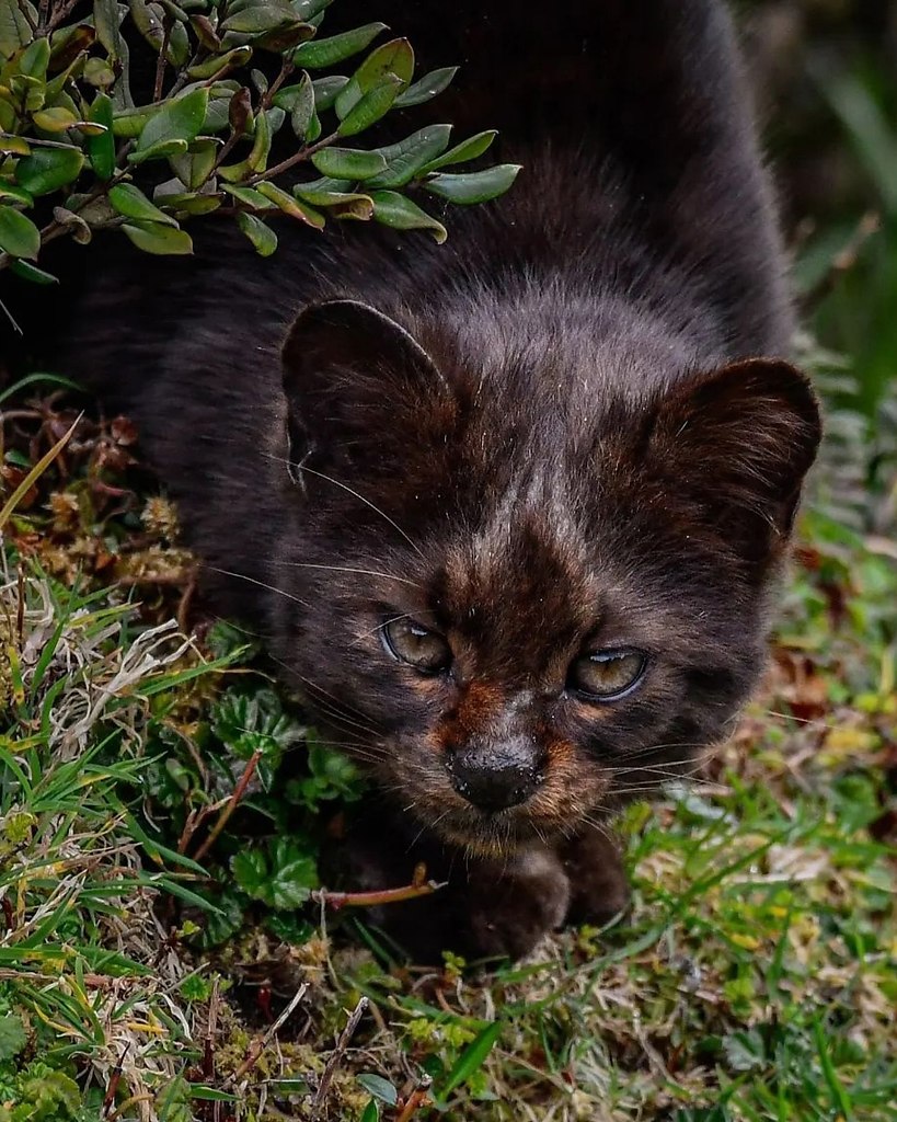   -      .  23 ,  -  50 .     ... - 3