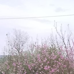 ������, ����������, 51 ���