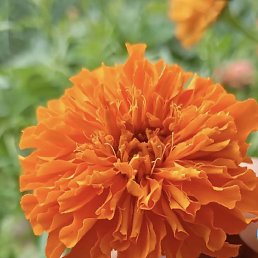 Roman, �������, 21 ���