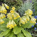 ���� �����, �����-��������� - ��������� 9 ��� 2025 � ������ ������25�