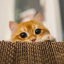 ���� �����, ������, 56 ��� - ��������� 15 �������� 2024 � ������ ���� ����������
