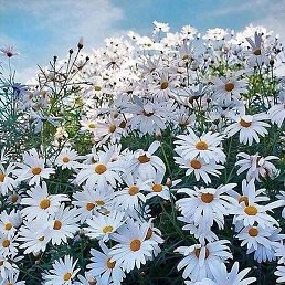 ����, ������ ��������, 51 ���