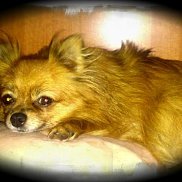 �������, 46 ���, ������