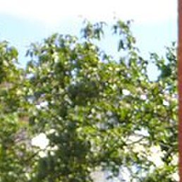 ���������, ���������, 52 ����