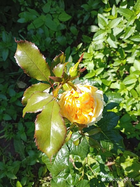 ������� �������� - 8 ���� 2026 � 12:31 - 8
