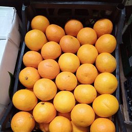 �������, �����, 50 ���