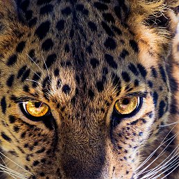 �����, ������, 32 ����