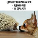 ���� �����, ���� - ��������� 19 ��� 2026 � ������ ������ ��������