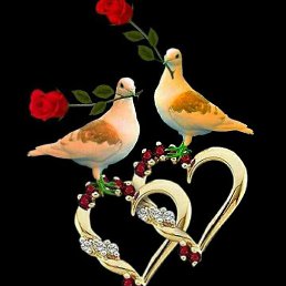 �����, �������, 54 ����