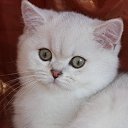 ���� �����, ���������, 51 ��� - ��������� 4 ������� 2025 � ������ ���� ����������