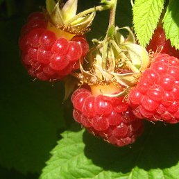 ������, ������, 42 ����